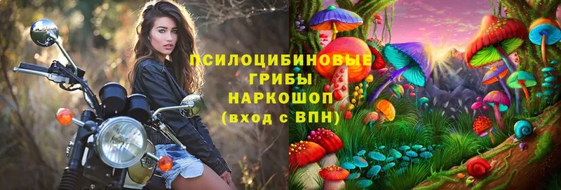 где продают   Миасс  Псилоцибиновые грибы Cubensis 